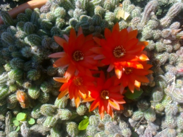 Vyprážané dubáčie klobúky so šalviou (fotorecept) - obrázok 9