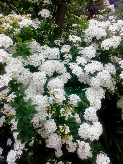 Dubákový perkelt (fotorecept) - obrázok 9