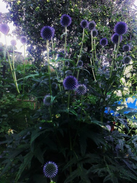 Dubákový perkelt (fotorecept) - obrázok 10