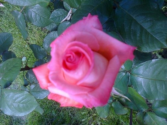 Pečený pleskáč na masle s koňakom (fotorecept) - obrázok 7