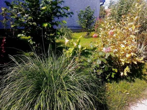 Pečený pleskáč na masle s koňakom (fotorecept) - obrázok 8