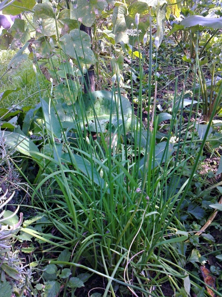 Domáca bravčová pečeň na slaninke s cesnakopažítkou (fotorecept) - obrázok 6