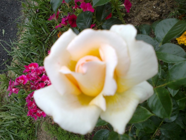 Medové jablkové rezy s kockami z kôry červeného melónu (fotorecept) - obrázok 18