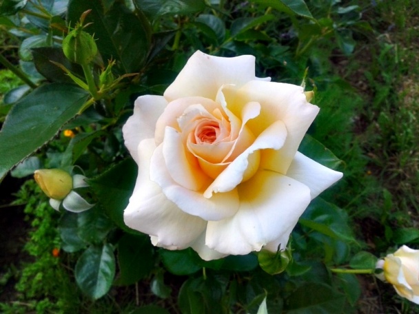 Petre Roman rezy (fotorecept) - obrázok 12