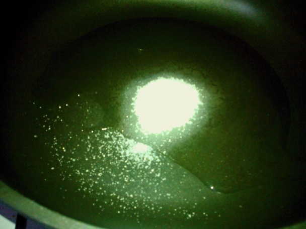 Novoročný hovädzí plátok na karameli a šampanskom (fotorecept) - obrázok 4