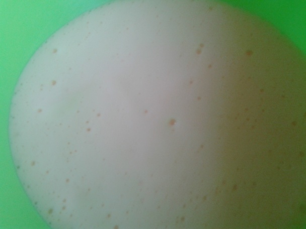 Makovo-piškótové rezy (fotorecept) - obrázok 1