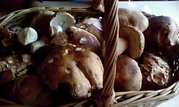 Dubáčiky v sladkokyslom náleve (fotorecept) - obrázok 1