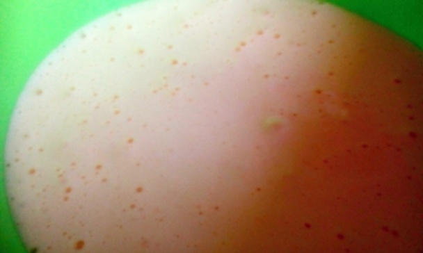 Kakaové rezy s orechovým krémom (fotorecept) - obrázok 2