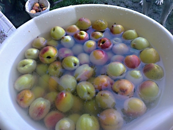 Kivi-broskyňové rezy so šľahačkou (fotorecept) - obrázok 1