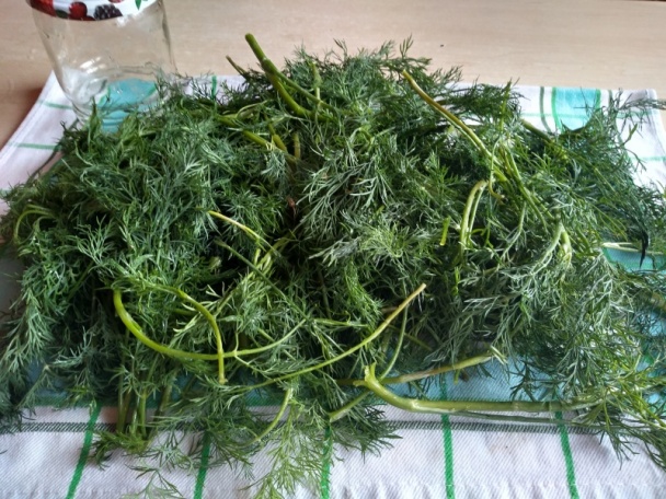 Zaváraný kôpor na zimu (fotorecept) - obrázok 1