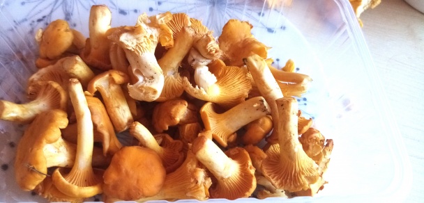 Polievka z čerstvých kuriatok (fotorecept) - obrázok 1