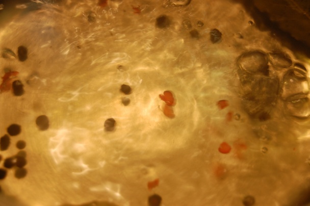 Hríby marinované - Grzyby marynowane - obrázok 2