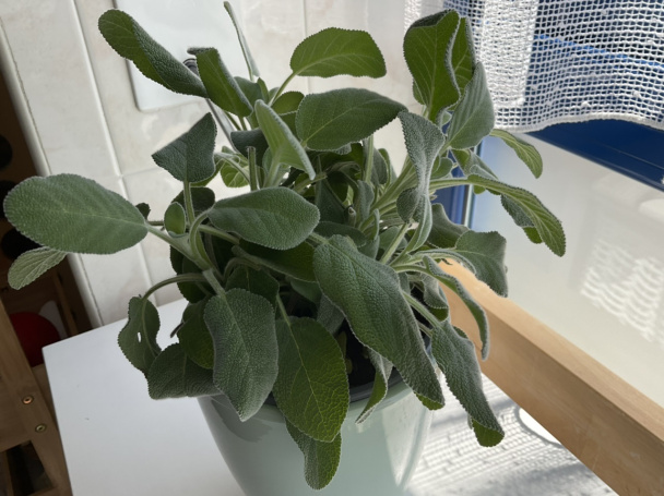 Špenátová polievka (fotorecept) - obrázok 4