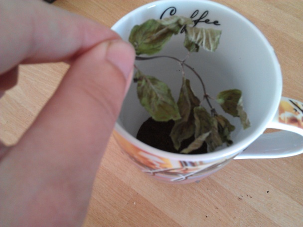 Ranná káva proti bolehlavu - obrázok 1