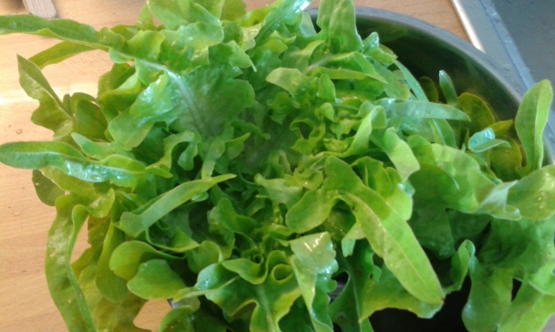 Zapečený hlávkový šalát (fotorecept) - obrázok 2