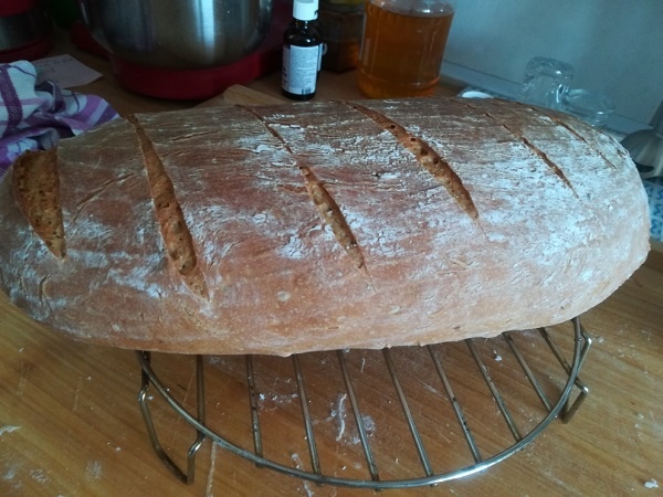 Kváskové mliečne cesto na sladké alebo slané žemle (fotorecept) - obrázok 7