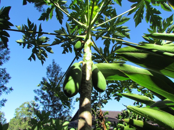 Thajsky papayový šalát    - obrázok 3