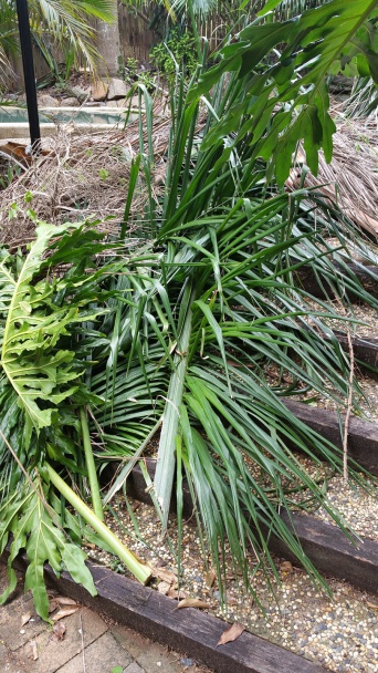 Grilovaný ananás s chilli a rumom - obrázok 3