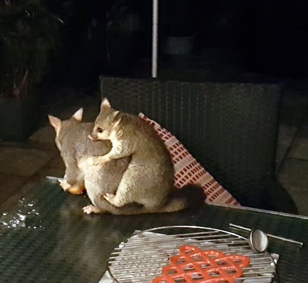 „Nezdravá“ tekvicová polievka - obrázok 4
