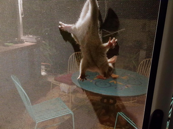 Thajská klasika Pad Kra Pao (fotorecept) - obrázok 5