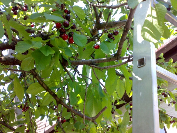 Ovocný koláč  s čerešňami (fotorecept) - obrázok 14