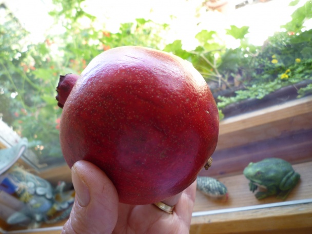 AVOCÁDO - BAKLAŽÁNOVÝ šalát (fotorecept) - obrázok 11