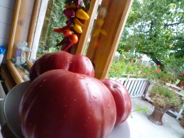 Zaváraná PAPRIKA r.2011 (fotorecept) - obrázok 12