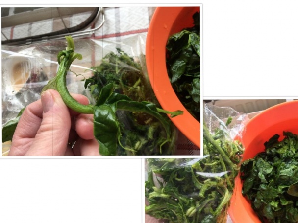 Jednoducho špenát zelený štvrtok (fotorecept) - obrázok 3