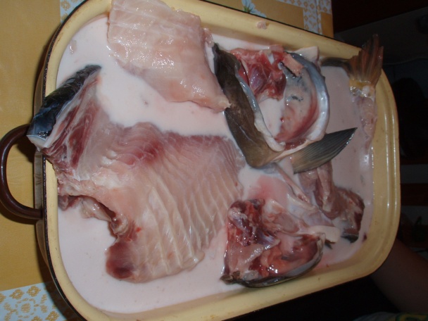 Kapor pod cesnakom  - obrázok 1