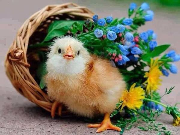 Losos parený na špenáte (fotorecept) - obrázok 4