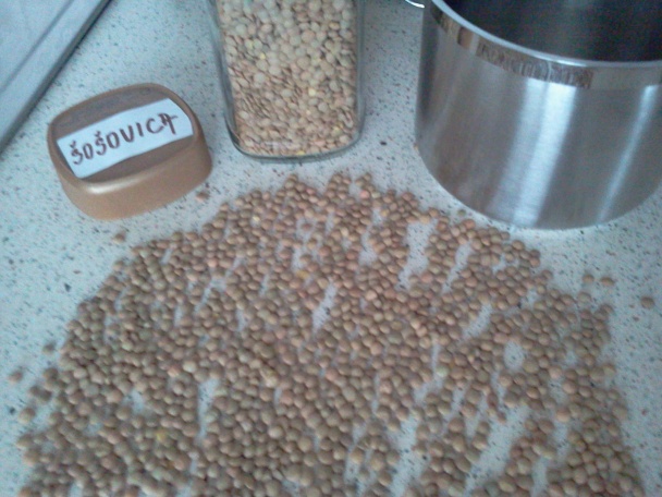 Vianočná šošovica - obrázok 1