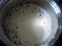 Vanilková panna cotta s pomarančovým želé (fotorecept) - obrázok 12