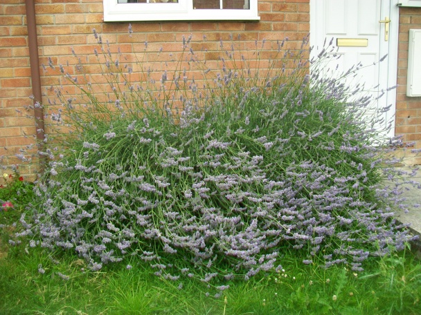 Levanduľová zmrzlina (fotorecept) - obrázok 7