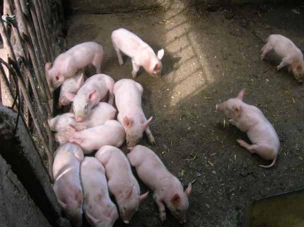 Kysáčske klobásy - obrázok 4