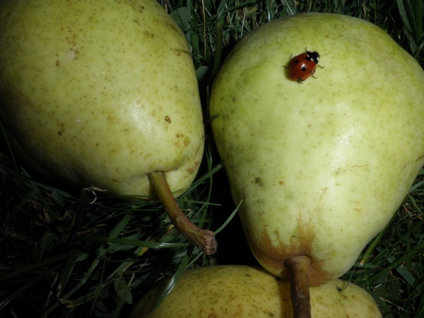Čokoládovo-hrušková torta - obrázok 4