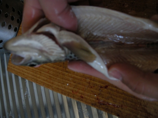 Pstruh po domácky - obrázok 1