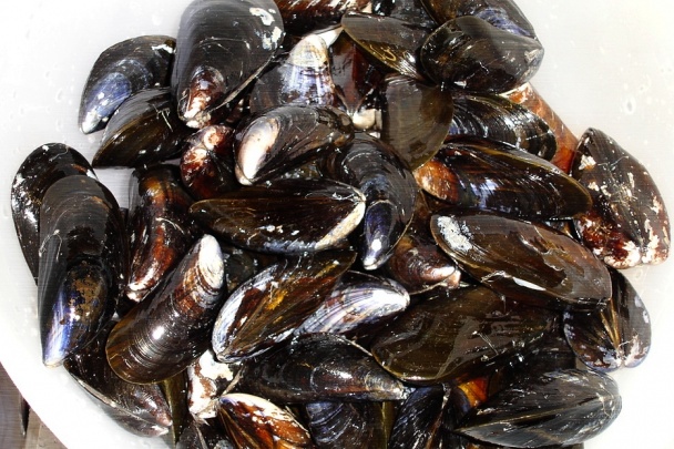 Slávky v smotanovo krémovej omáčke - obrázok 1