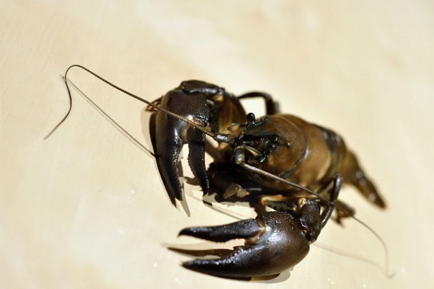 Raky v hubovom ragú - obrázok 1