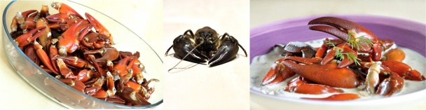 Raky v hubovom ragú - obrázok 4