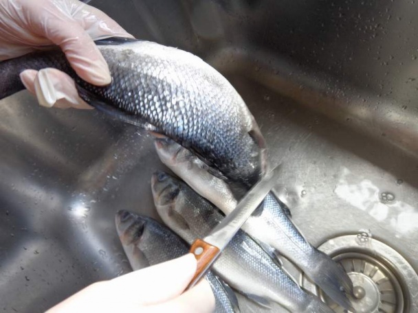 Morský vlk pečený v rúre na cibuľovej postieľke - obrázok 2