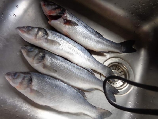 Morský vlk pečený v rúre na cibuľovej postieľke - obrázok 1