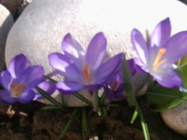 Lekvárový koláč s orechami (fotorecept) - obrázok 8