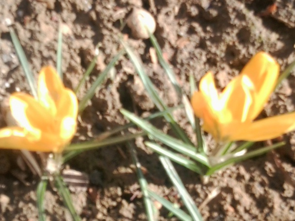 Lekvárový koláč s orechami (fotorecept) - obrázok 9