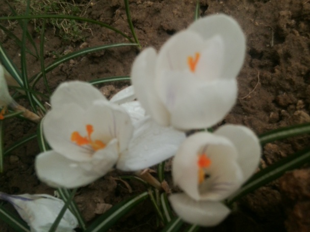 Lekvárový koláč s orechami (fotorecept) - obrázok 10