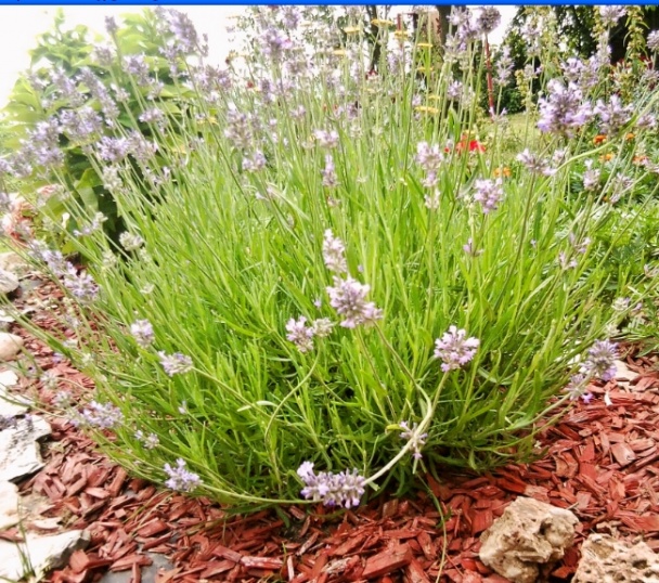 Levanduľový cukor - obrázok 1