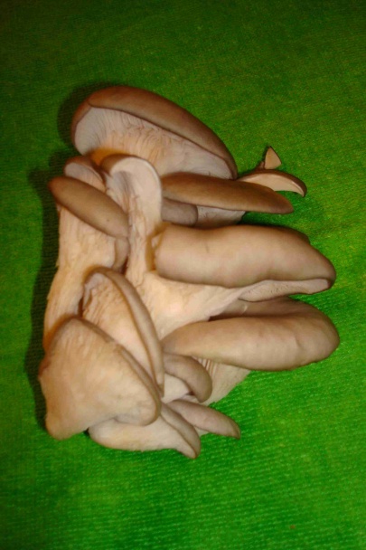 Hlivová polievka (fotorecept) - obrázok 1