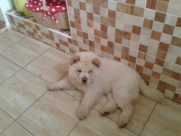 Begova čorba (fotorecept) - obrázok 8