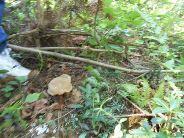 Najlepšia kelová polievka na svete - obrázok 3