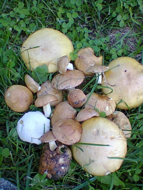 Pikantná marinovaná krkovička (fotorecept) - obrázok 7