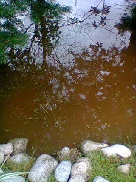 Pikantná marinovaná krkovička (fotorecept) - obrázok 8